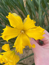 Narcissus 'Winter Starlet'