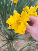 Narcissus 'Winter Starlet'