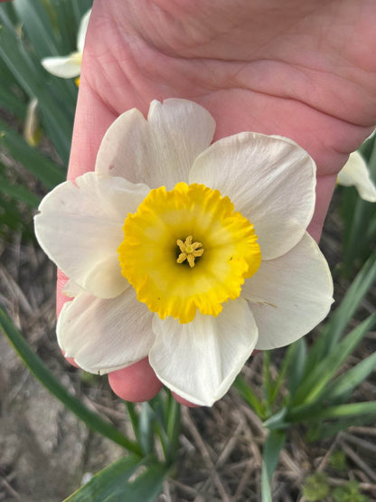 Narcissus Yellow Salome