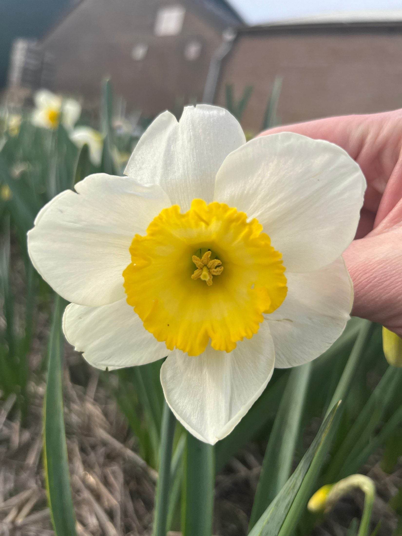 Narcissus Yellow Salome