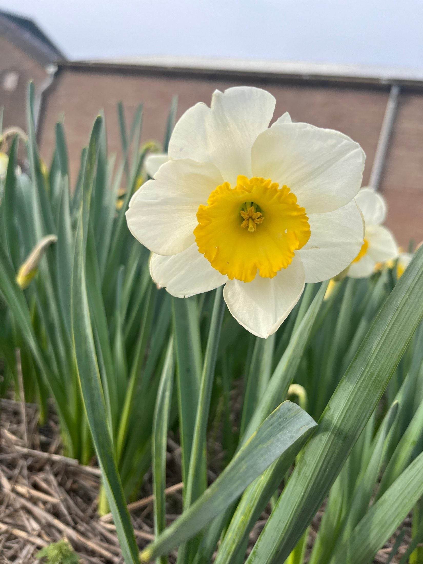 Narcissus Yellow Salome