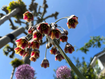 Nectaroscordum siculum