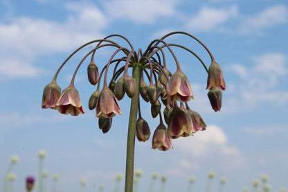 Nectaroscordum siculum