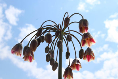 Nectaroscordum siculum