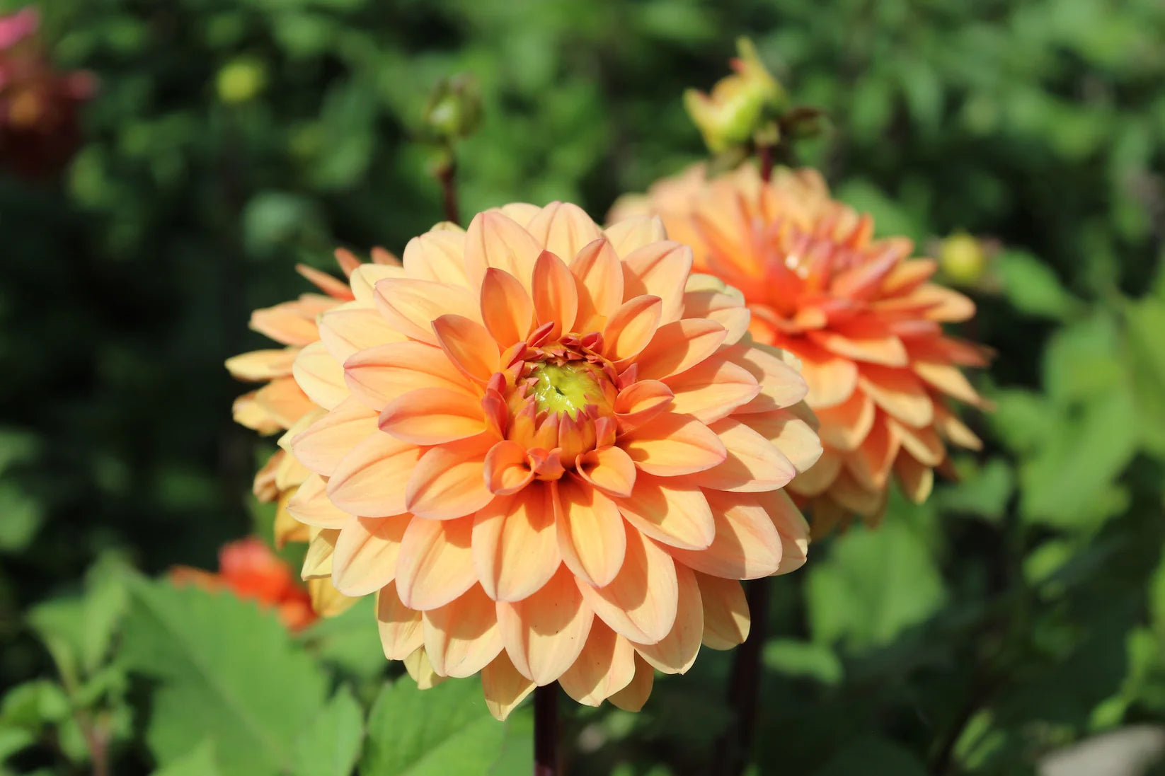 Sunset Orange Dahlia Collection