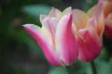 Tulipa 'Sanne'