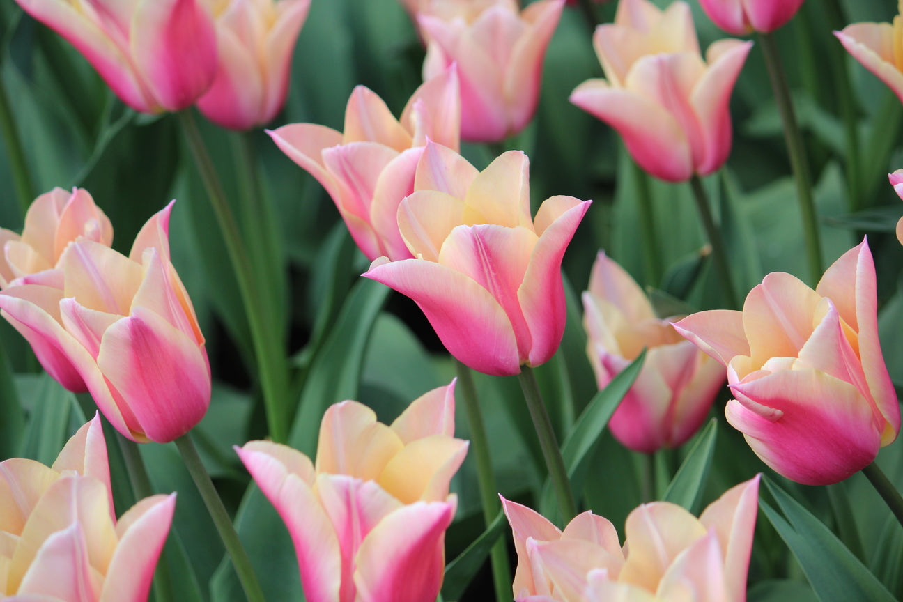 Tulipa 'Sanne'
