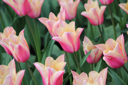 Tulipa 'Sanne'