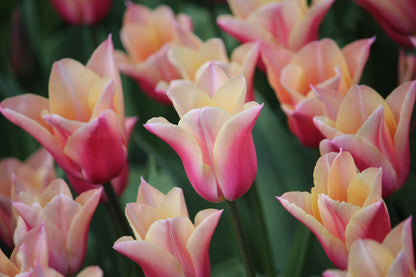 Tulipa 'Sanne'