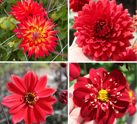 Scarlet Flame Dahlia Collection
