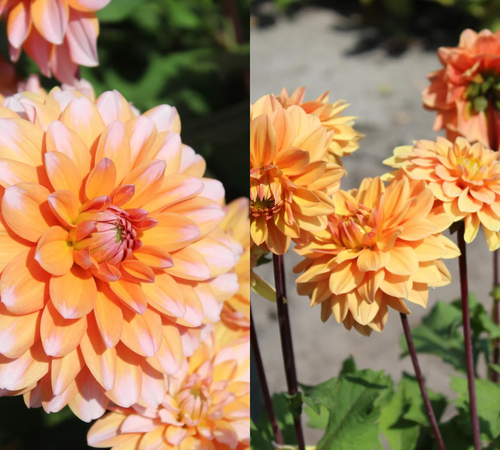 Sunset Orange Dahlia Collection