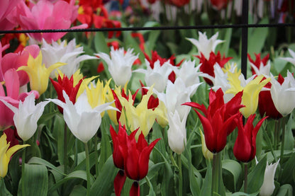 Tulipa -Tres Chic Festival