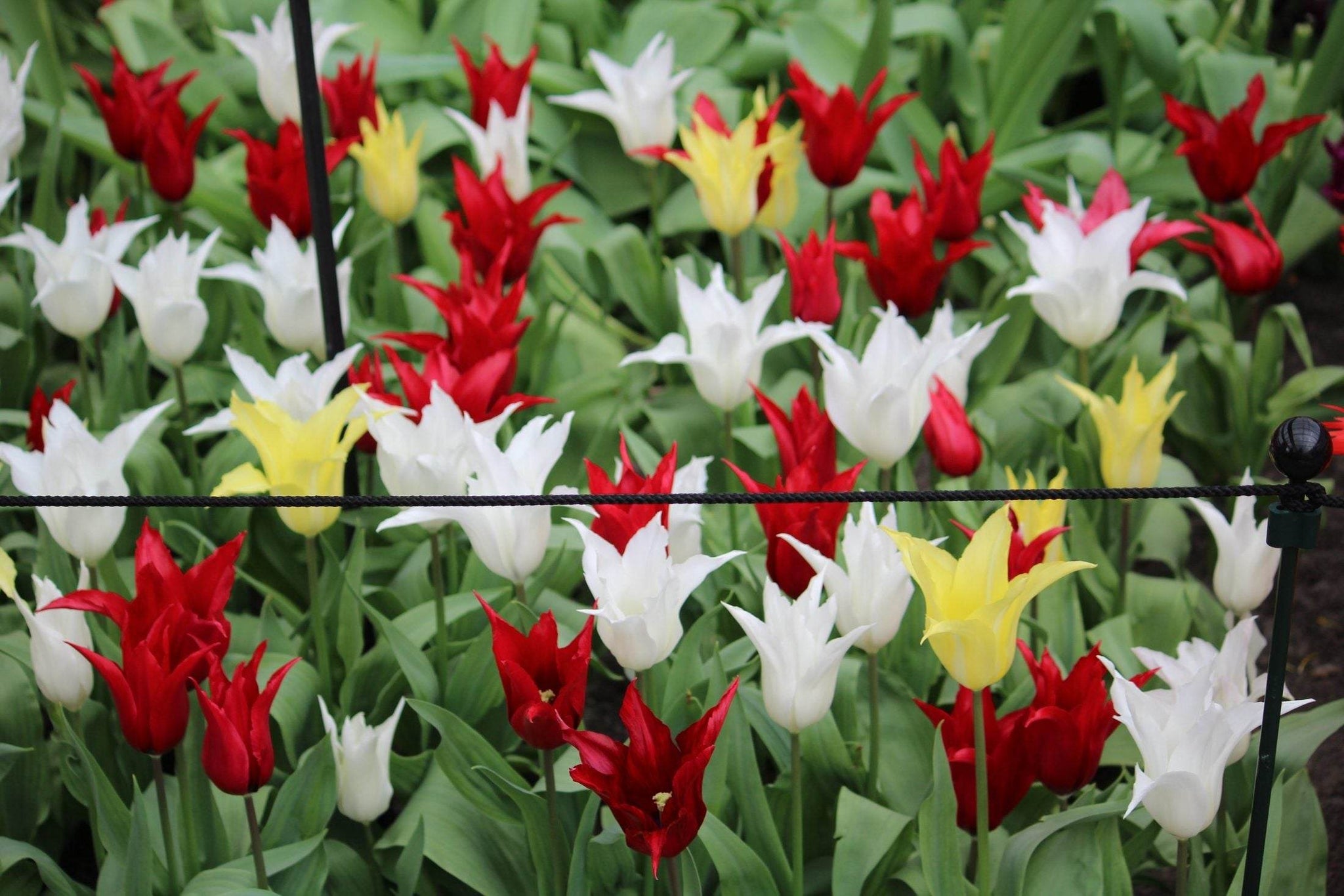 Tulipa -Tres Chic Festival