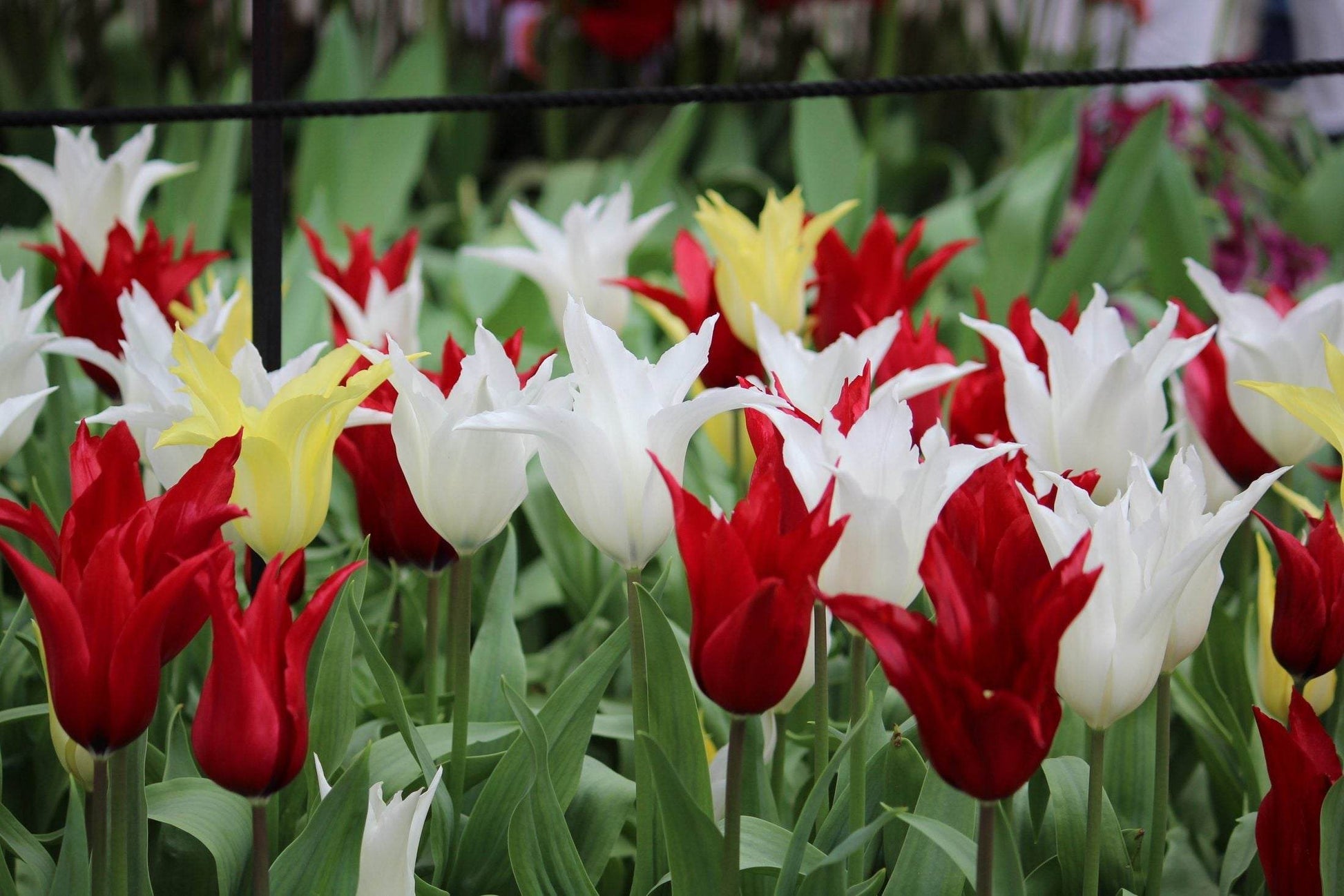 Tulipa -Tres Chic Festival