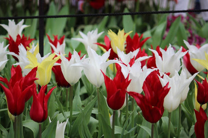 Tulipa -Tres Chic Festival