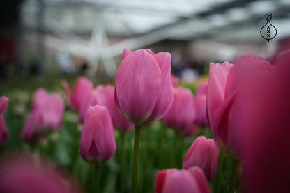 Tulipa Big Love