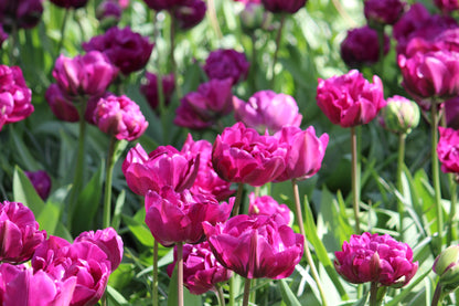 Tulipa 'Negrita Double'
