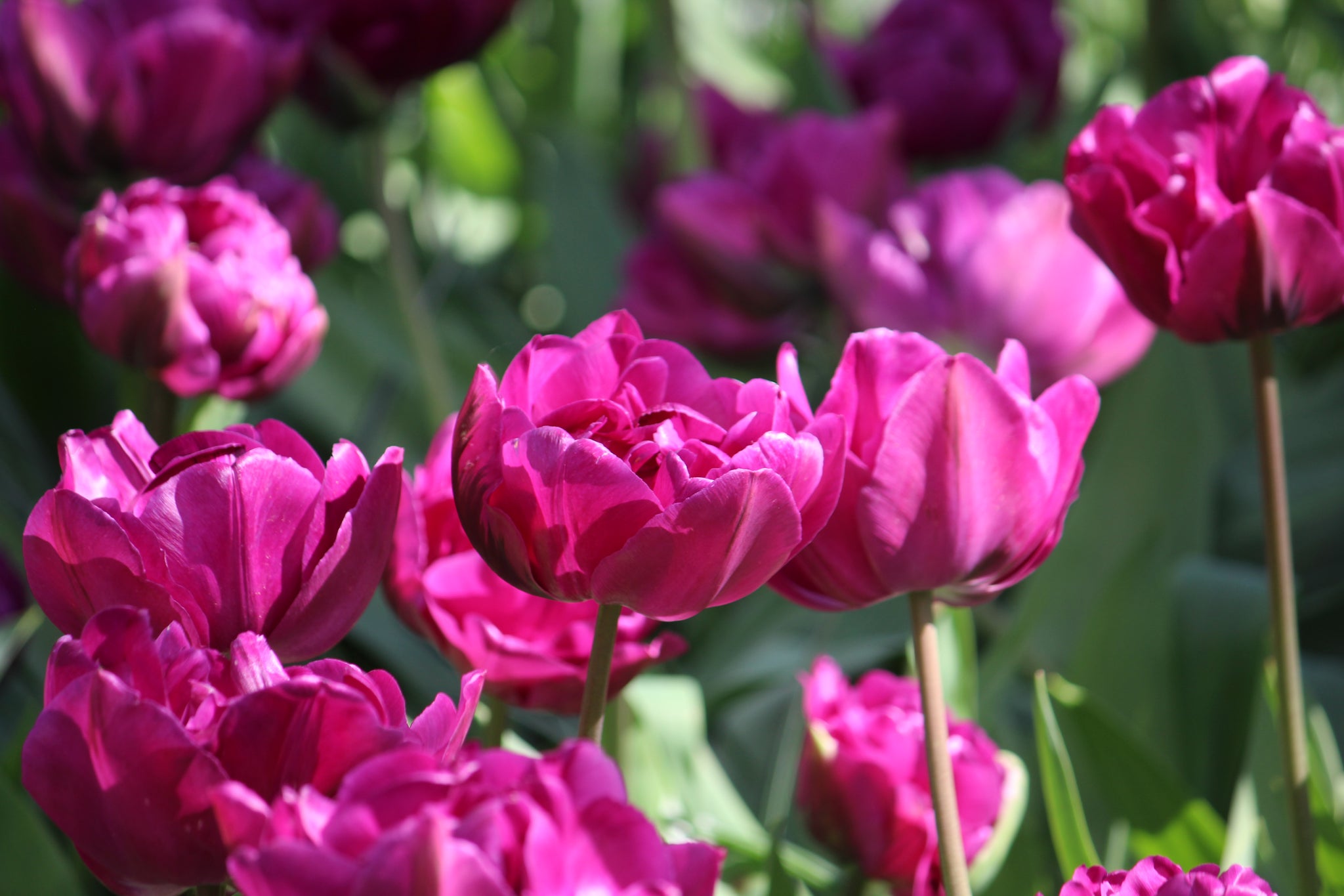 Tulipa 'Negrita Double'
