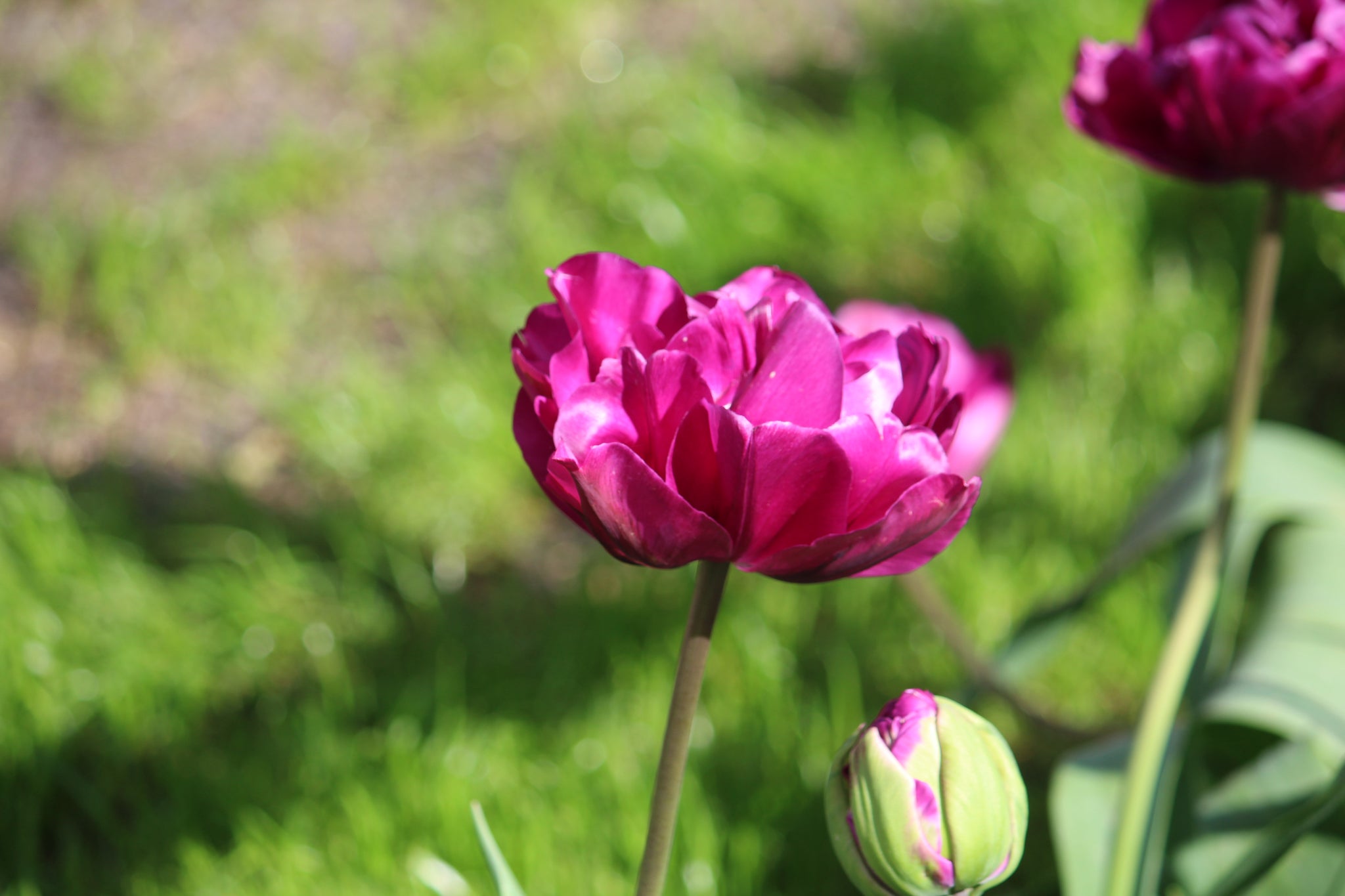 Tulipa 'Negrita Double'