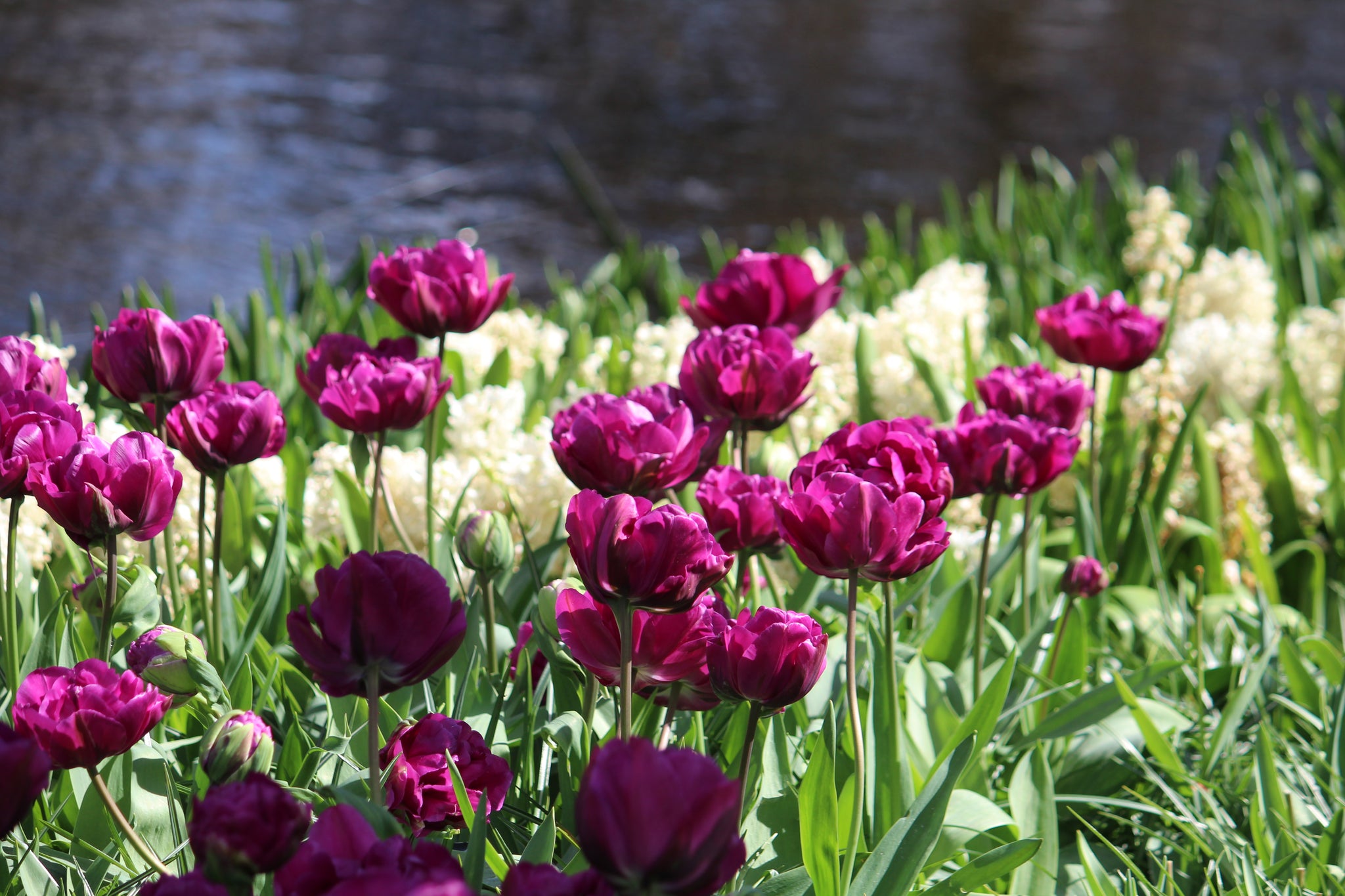 Tulipa 'Negrita Double'