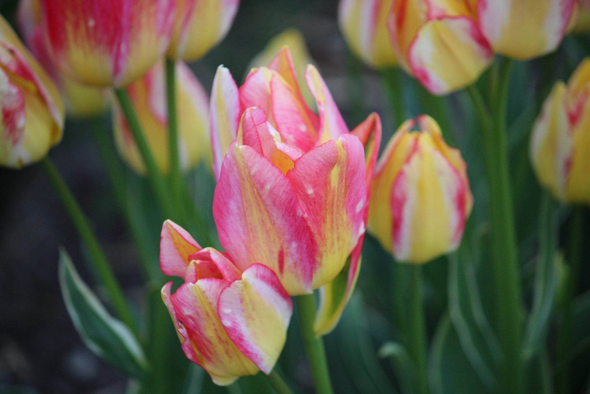 Tulipa 'Antoinette'