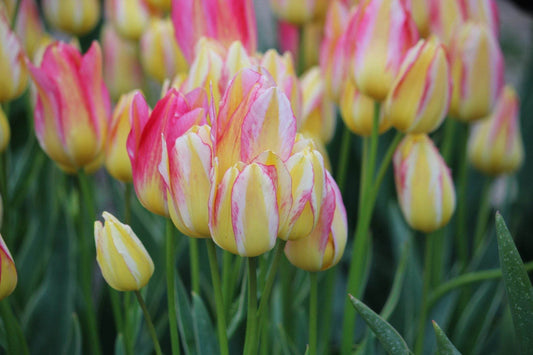 Tulipa 'Antoinette'
