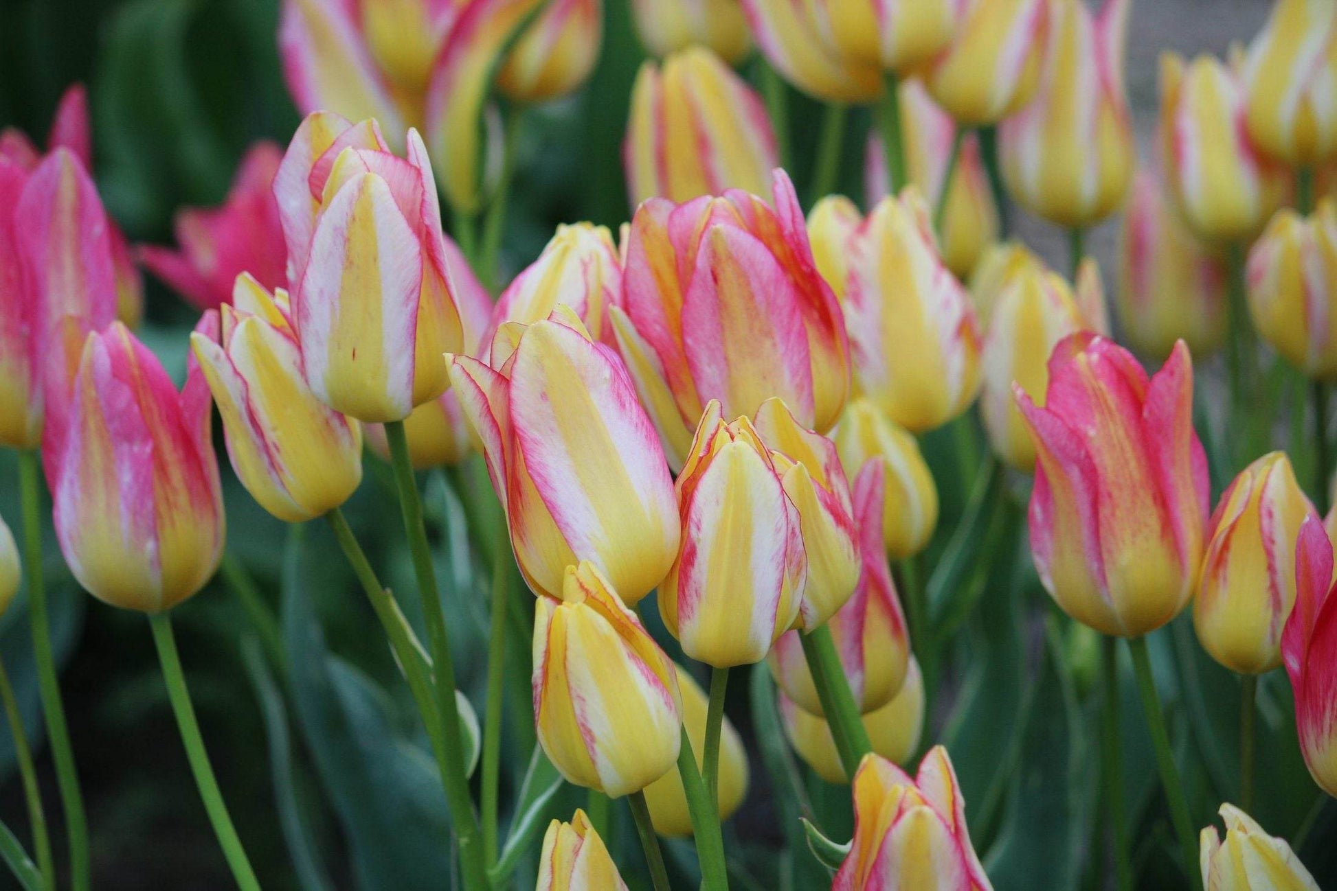 Tulipa 'Antoinette'