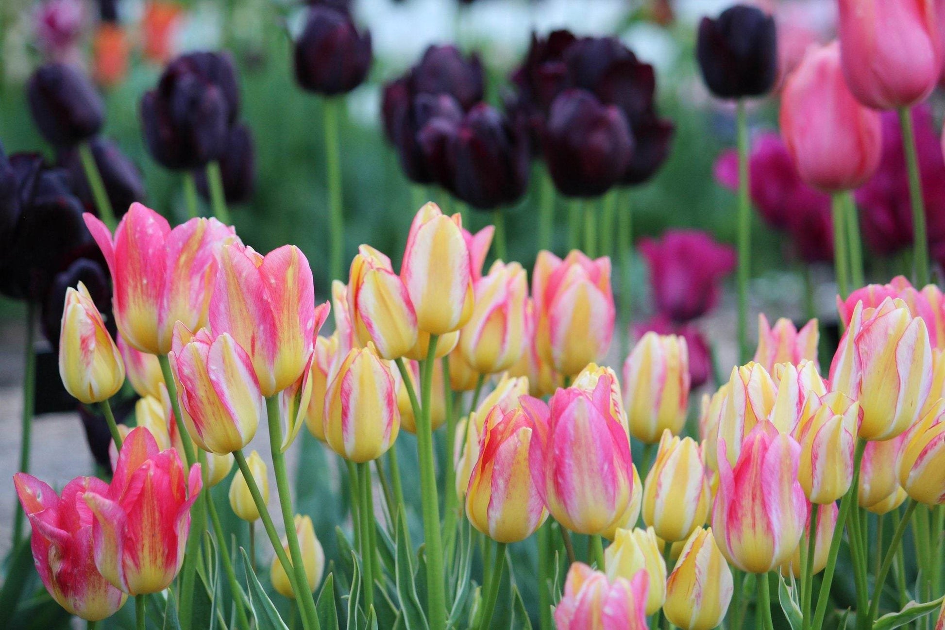 Tulipa 'Antoinette'
