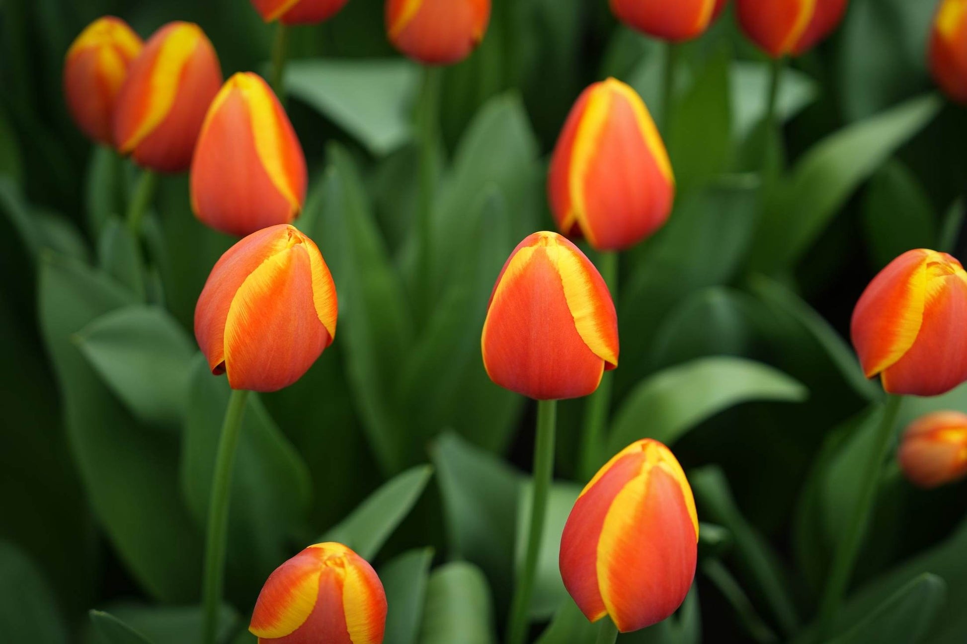 Tulipa 'Apeldoorn Elite'