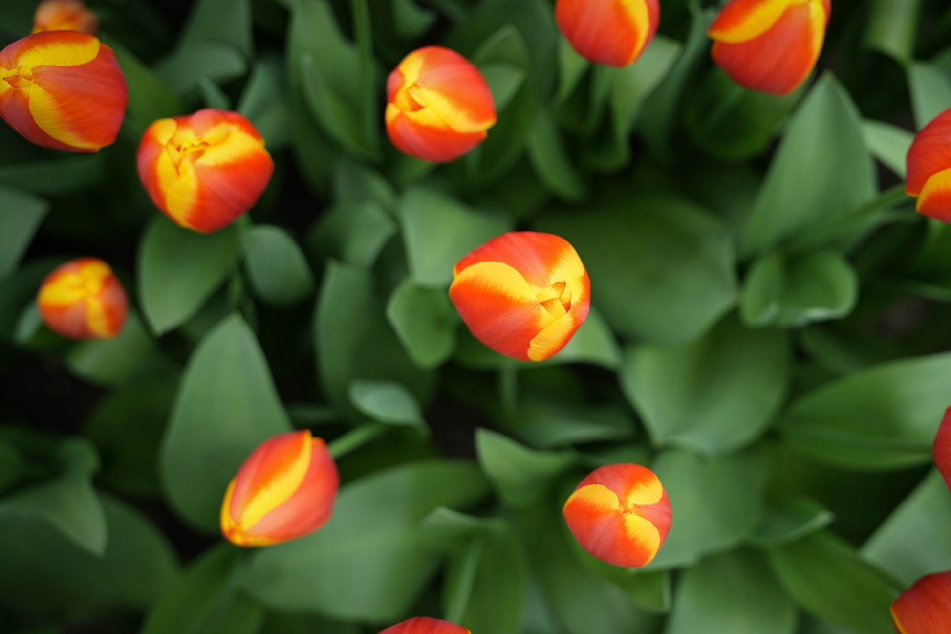 Tulipa 'Apeldoorn Elite'