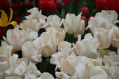 Tulipa 'Apricot Pride'