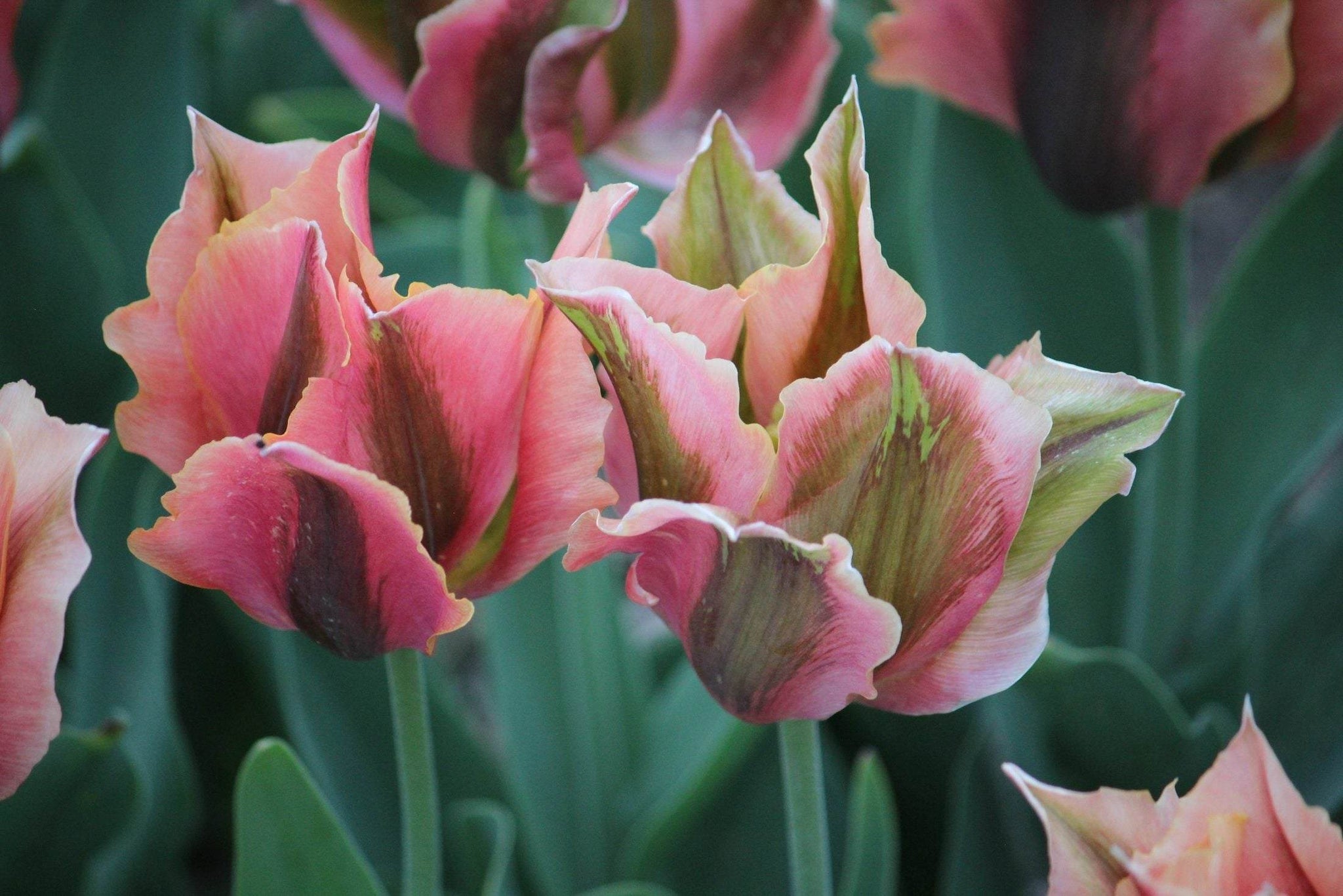 Tulipa 'Artist'