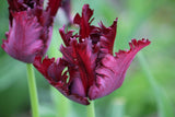 Tulipa 'Black Parrot'