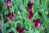 Tulipa 'Black Parrot'
