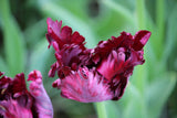 Tulipa 'Black Parrot'