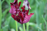 Tulipa 'Black Parrot'