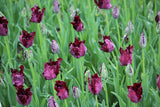 Tulipa 'Black Parrot'
