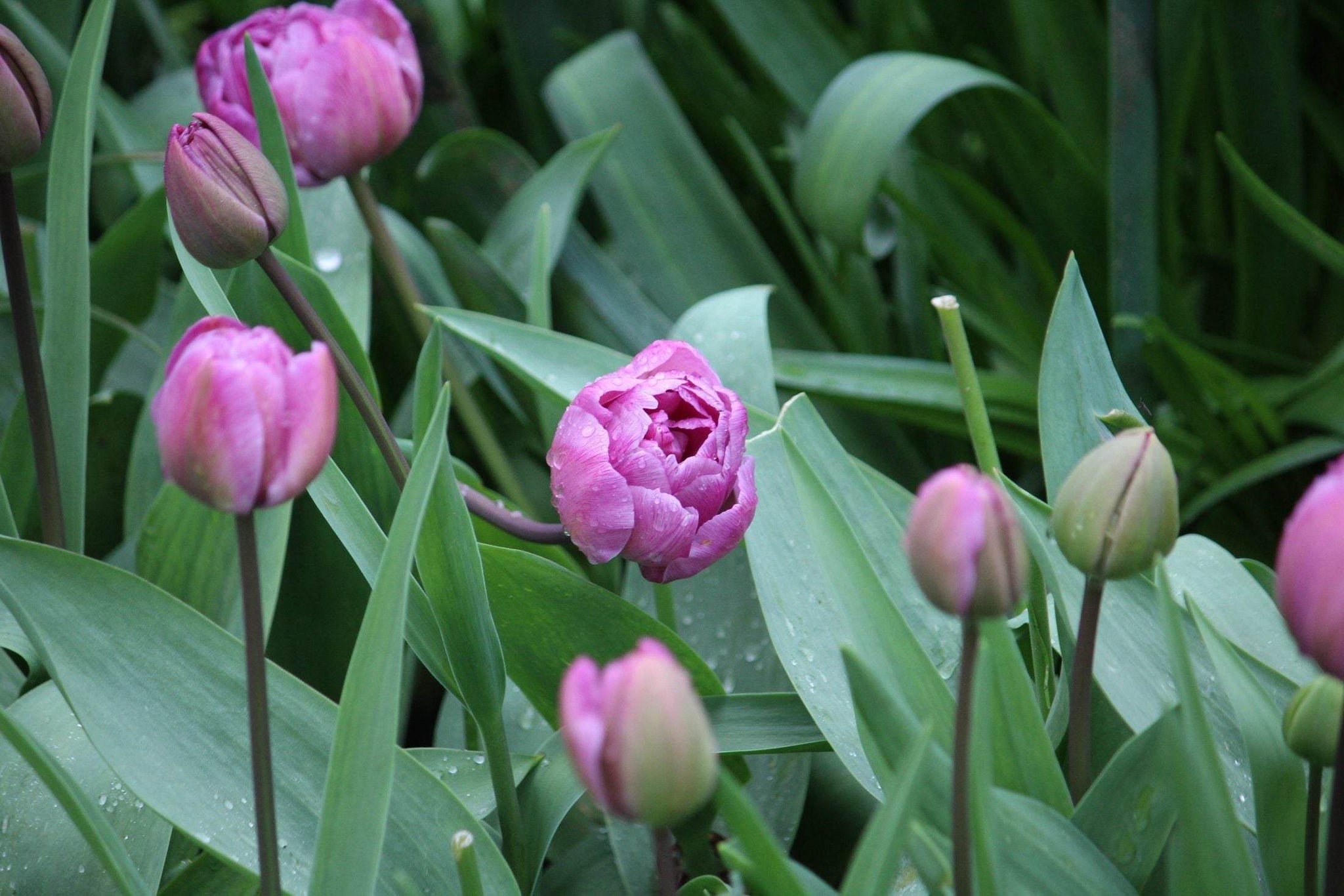 Tulipa 'Blue Diamond'