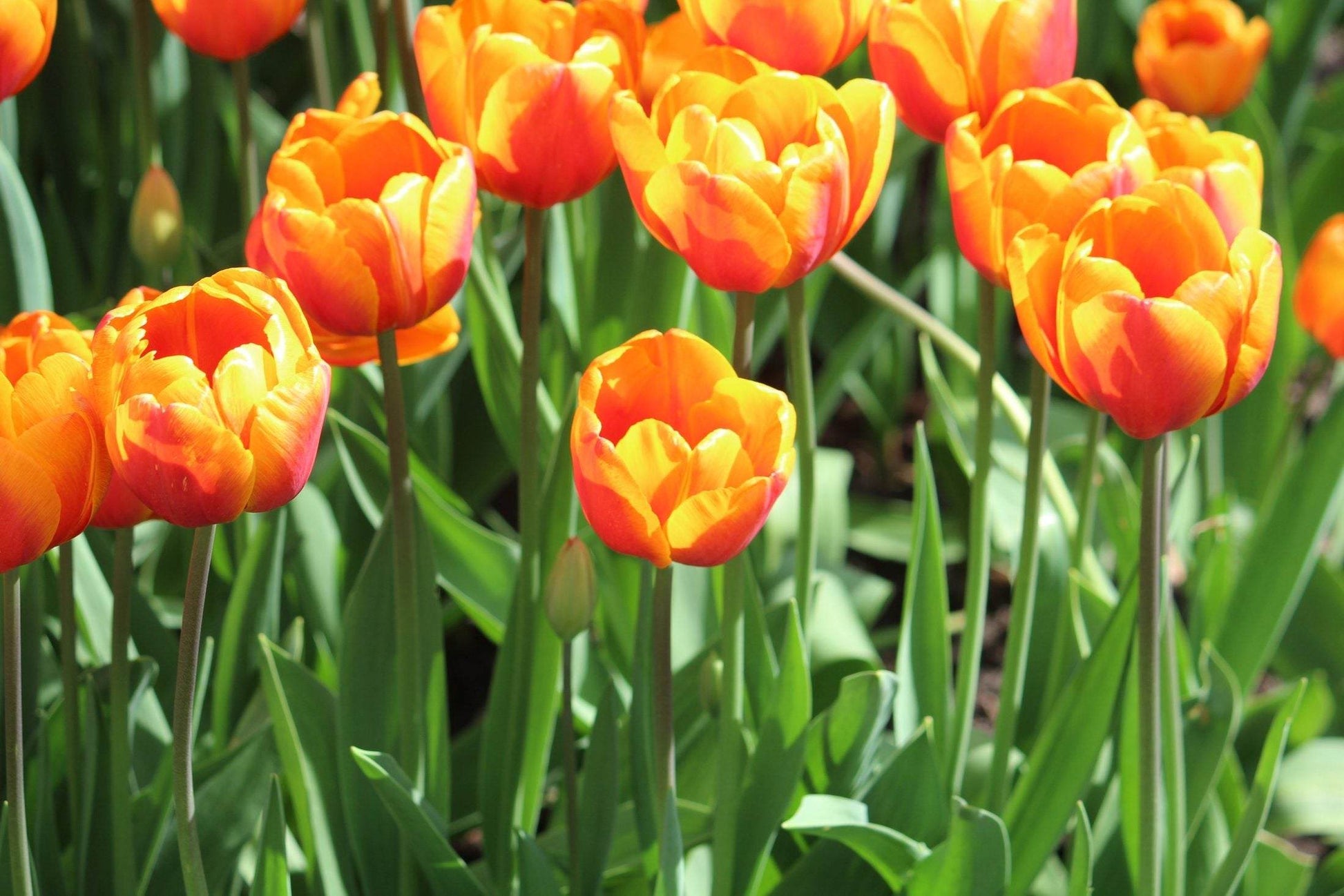 Tulipa 'Bronze Perfection'