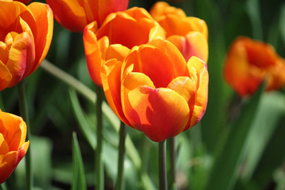 Tulipa 'Bronze Perfection'