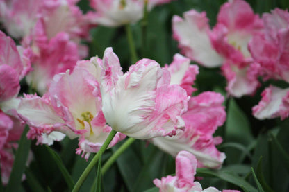 Tulipa 'Cabanna'
