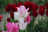 Tulipa 'Candy Club'