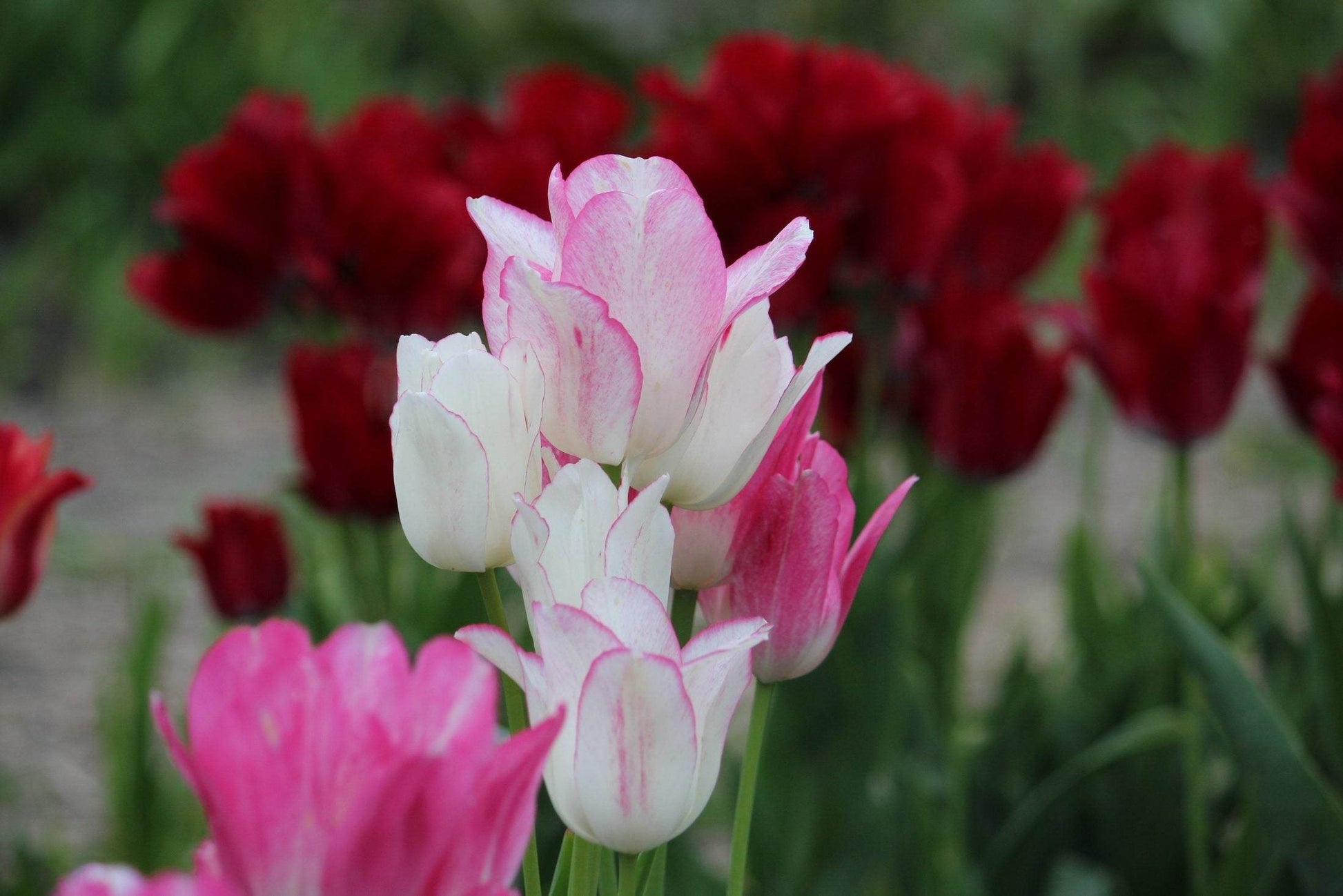 Tulipa 'Candy Club'