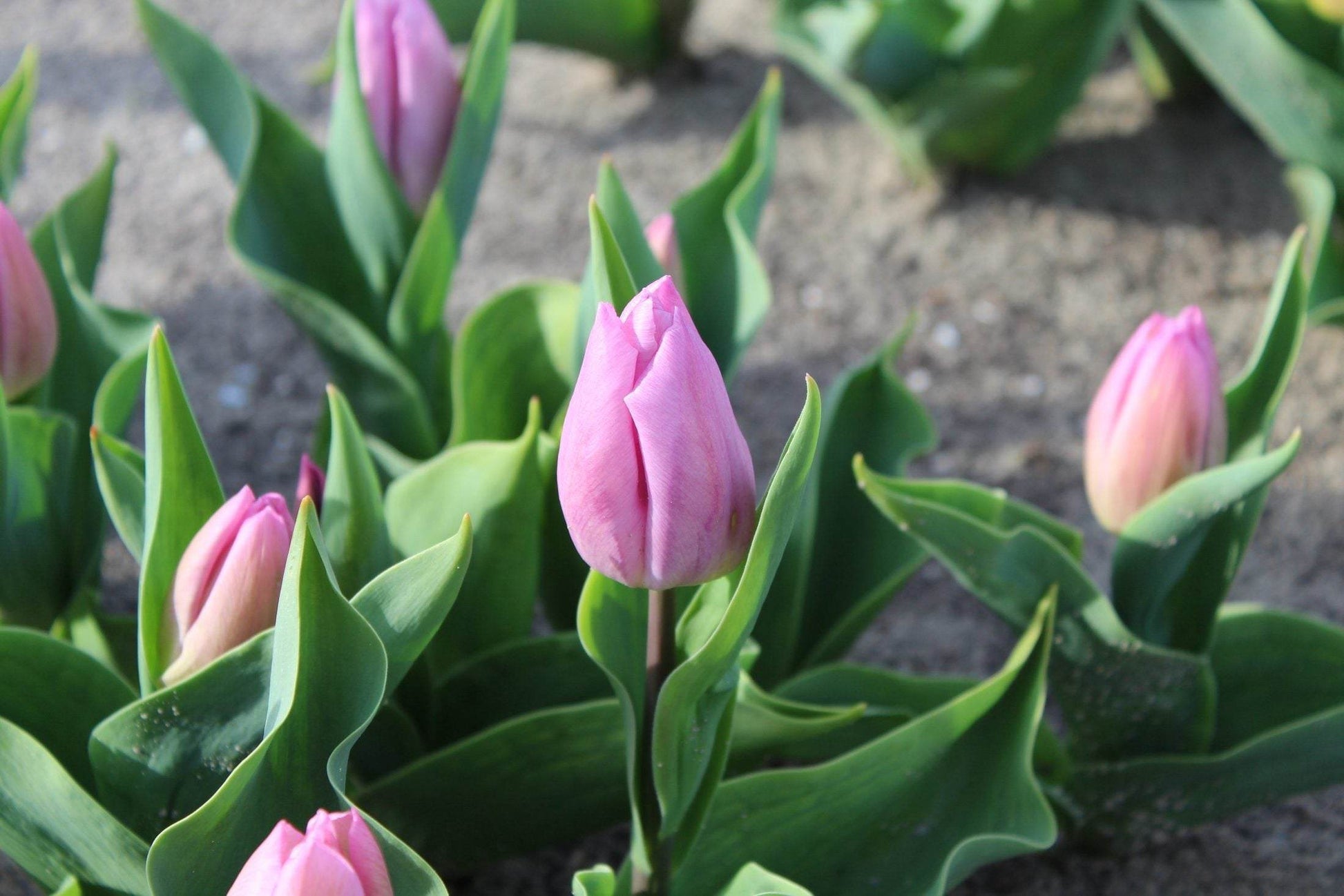 Tulipa 'Candy Prince'