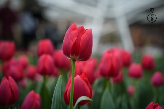 Tulipa 'Cherry Delight'