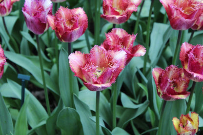 Tulipa 'Colour Fusion'