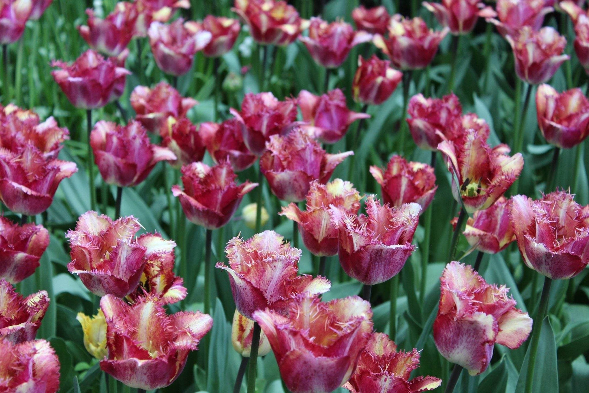 Tulipa 'Colour Fusion'