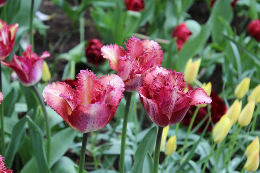 Tulipa 'Colour Fusion'