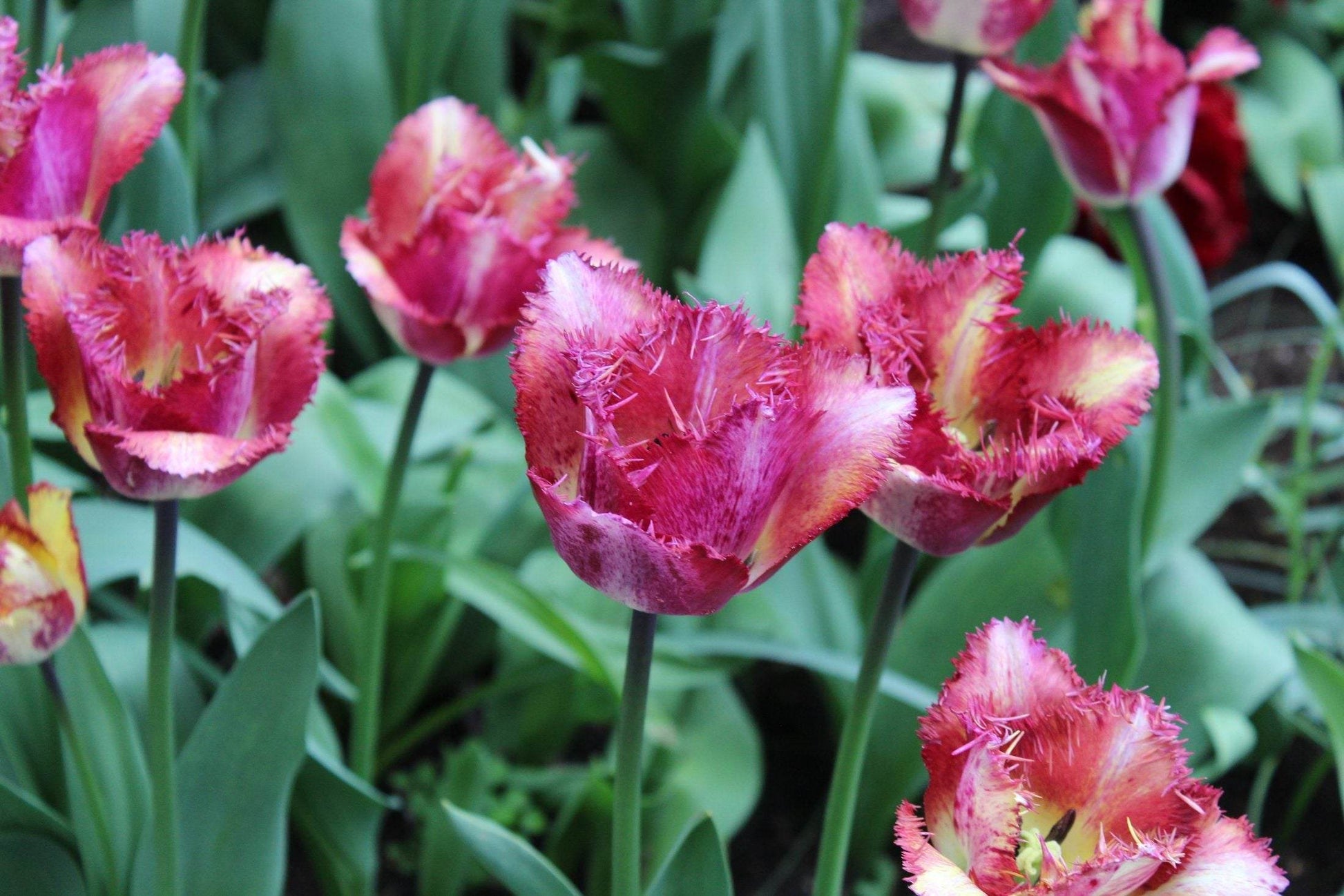 Tulipa 'Colour Fusion'