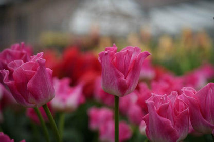 Tulipa 'Crown of Dynasty'